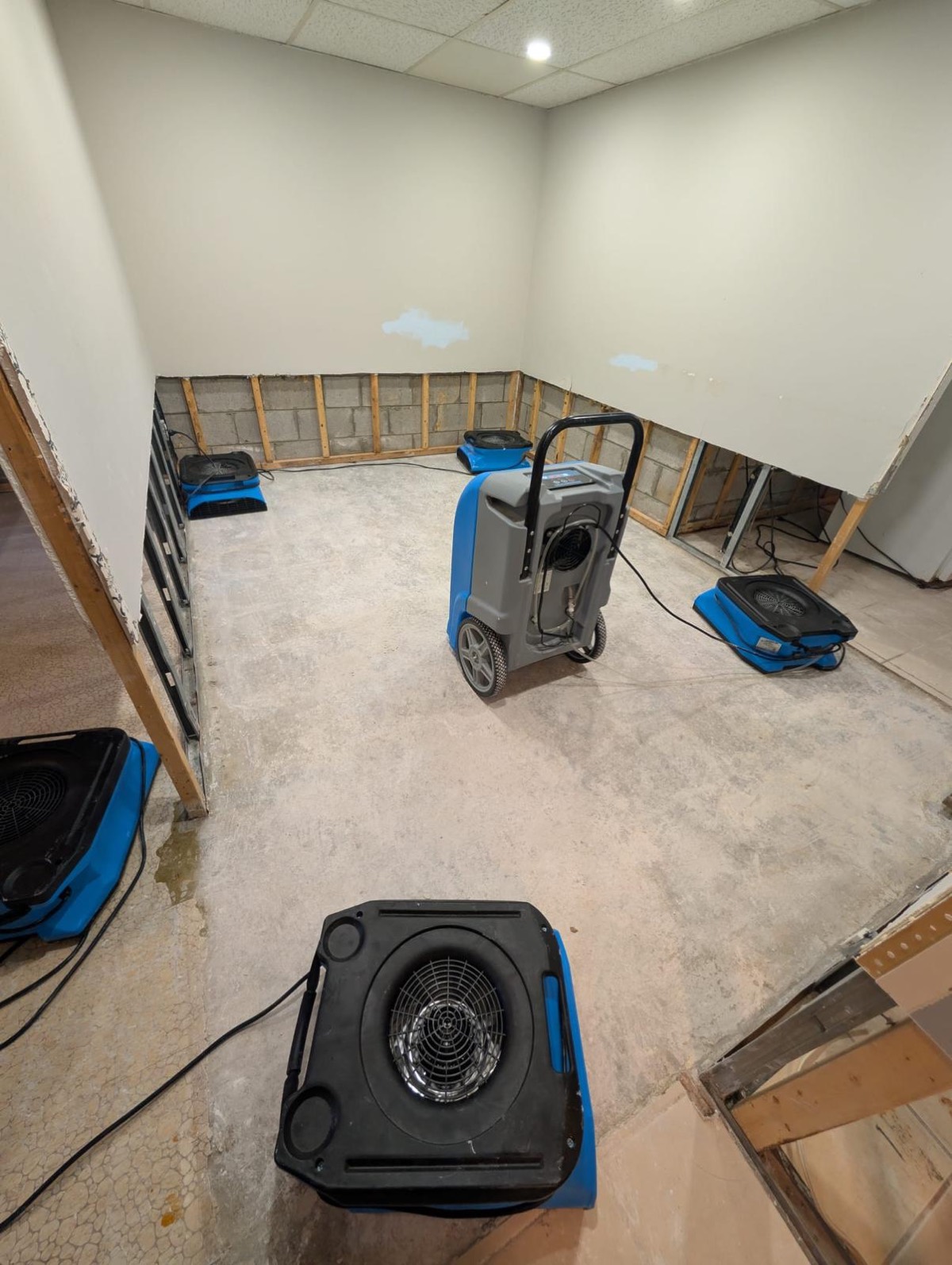 Dehumidifier and air movers drying a finished basement with the bottom of the drywall removed