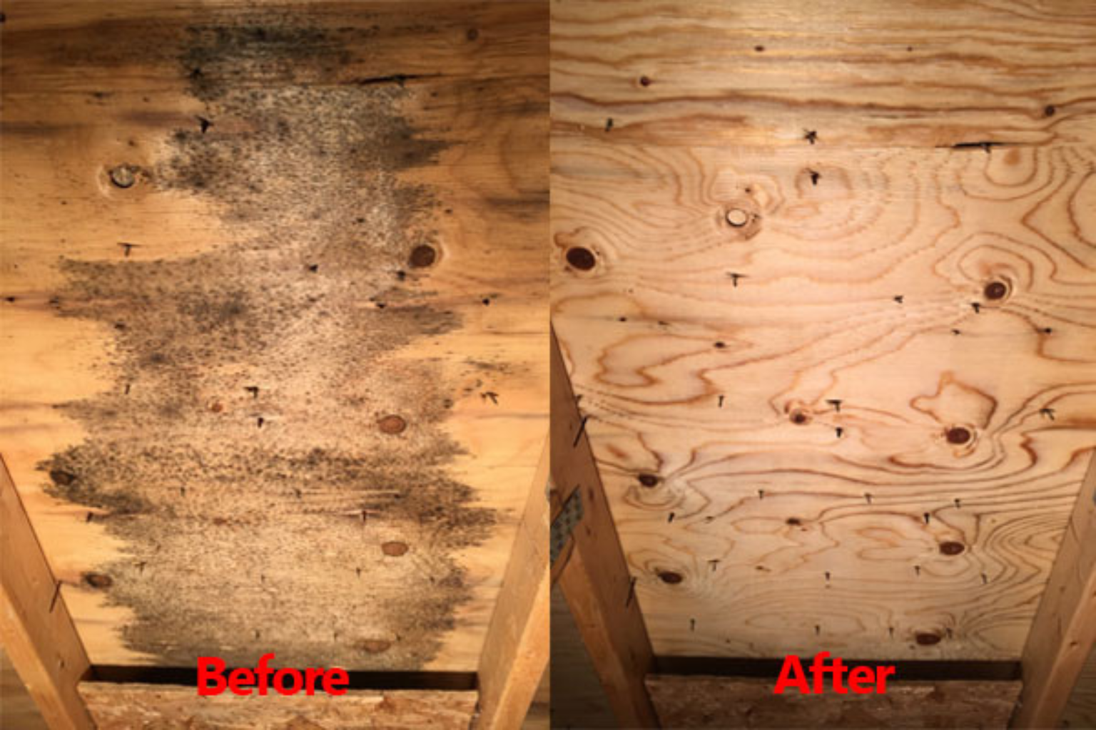Attic Mold Removal