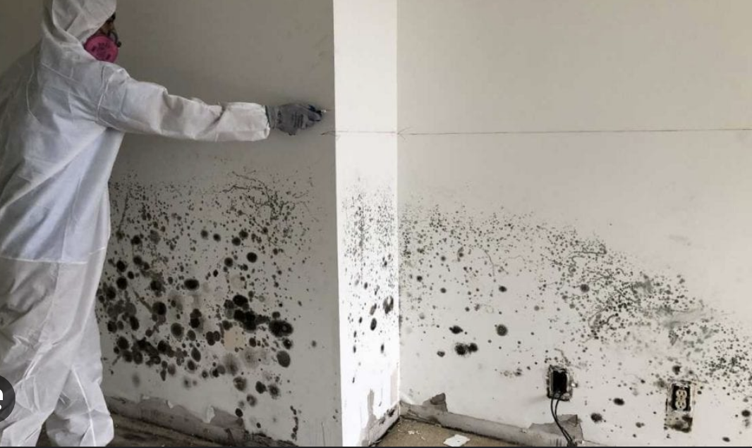 Drywall Mold Removal